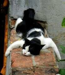 Nah, tapi nggak lucu juga kalau kamu sering ngantuk. 8 Ide Ngantuk Lucu Humor Hewan Lucu Foto Kucing Lucu