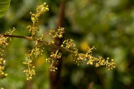 Image result for Searsia longipes