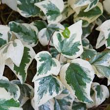 Ground ivy will produce new plants at the nodes of trailing stems. 10 Types Of Ivy Every Plant Lover Should Know