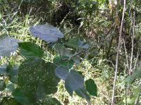 Image result for Abutilon longicuspe