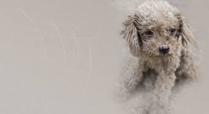 When it comes to pet adoption, many people prefer private breeders because they are unable to find a reliable shelter in palmdale. Home