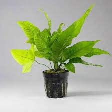 Image result for Bolbitis