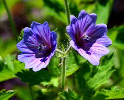 Image result for Geranium bohemicum Orhcid Blue