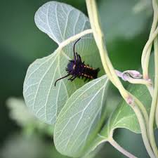 Image result for Isoberlinia tomentosa