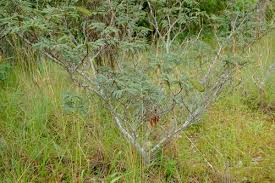 Image result for Brachystegia torrei