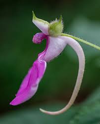 Image result for Impatiens stuhlmannii