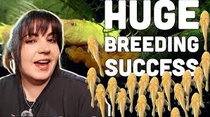 Keeping a Peppermint Bristlenose Pleco