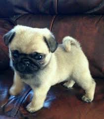 Pin By Leyl On Outros Baby Animals Pictures Cute Animal Pictures Cute Funny Animals