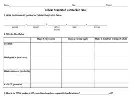 Cellular Respiration Comparison Table