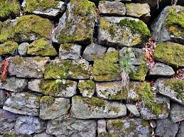 We did not find results for: Mur De Pierre Mousse Les Photo Gratuite Sur Pixabay