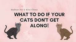 At bird & pet clinic of roseville, we specialize in caring for companion animals, whether they are the faithful family dog or cat, tiny rodents, or more. Molitor Pet Clinic Staff Youtube