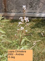 Image result for Lippia somalensis