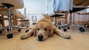 Bis zu 50 % mehr produktivität. 7 Grunde Warum In Jedem Buro Ein Hund Sein Sollte Stern De