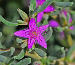 Image result for Sesuvium