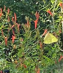 Image result for Albertisia