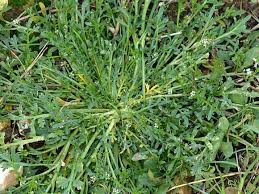 Image result for Coronopus