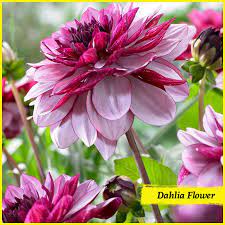 Did You Know The First Named Species Of Dahlia Imported Into Europe Were Dahlia Pinnata Dahlia Rosea And Dahlia C Bulb Flowers Growing Dahlias Dahlia Flower