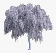 We did not find results for: Tree Arbol Snowy Nevado White Blanco Sauce Willow Weeping Willow Tree Png Transparent Png Kindpng