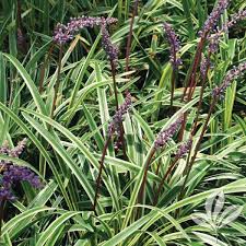 The variegation is distinct green and more white longitudinal striping, and it is a great accent in shade. Aztec Grass Liriope Muscari Aztec Magnolia Gardens Nursery