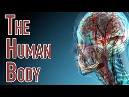 The torso of the human body also consists of the major muscles of our body; The Human Body Facts Worksheets Key Systems For Kids