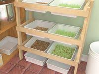 Soft drink bottles or kitchen supplies can also find a home nestled in the 8 individual areas of this striking shelf. 29 Micro Green Shelves Ideas Green Shelves Microgreens Herbs Indoors