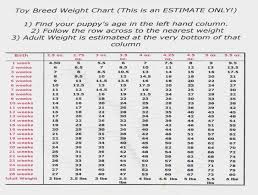 30 Luxury English Bulldog Puppy Weight Chart Chihuahua