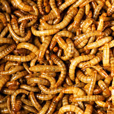 Red wigglers ( eisenia foetida ) consume great quantities of organic material, digest it, extract its food value and expel the residue as worm castings which are very rich in nitrogen, phosphorus, potassium and many micronutrients. Can You Eat Worms Uncle Jim S Worm Farm
