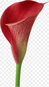 Luxe design with cymbidium orchids and calla lilies. Arum Lily Flower Lilium Callalily Lilium Flower Stock Photography Png Pngwing