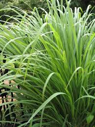 Image result for Cymbopogon pospischilii