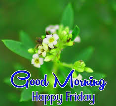 48 Good Morning Happy Friday Images Free Good Morning Images Napz cherub palazzo — 'it's friday morning mankind! 48 good morning happy friday images