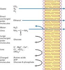 3.1 The Cell Membrane – Anatomy & Physiology