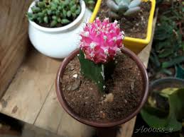 And here's how to do it. A00055 Ruby Ball Cactus Pink Top Rr Flora