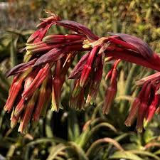 Image result for Beschorneria yuccoides