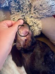 Image result for abscess dog's ear flap