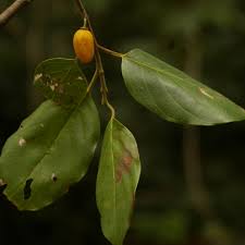 Image result for Berchemia discolor