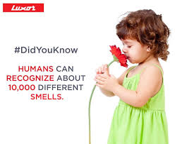 Didyouknow Humans Can Recognize About 10 000 Different Smells Fun Facts For Kids Fun Facts Facts For Kids