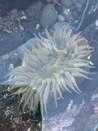 Image result for Solanecio angulatus