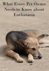 What Every Pet Owner Needs To Know About Dog Euthanasia Putting Dog To Sleep Pet Bereavement Dogs