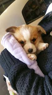 We offer 2 puppies for sale in fort wayne, indiana. Corgi Puppies Home Facebook