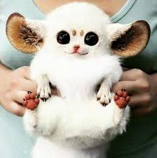Animals Big Eyes Black Cat Cute Cute Animal Ears Hands Sweet White Cute Animals Animals Funny Animals