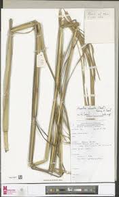 Image result for Trichopteryx fruticulosa