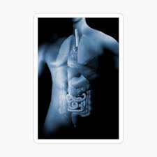 Human male anatomical model with 4k textures. Male Body With Internal Organs Poster By Stocktrekimages Redbubble