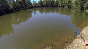 Peche De La Carpe Au Pain Youtube