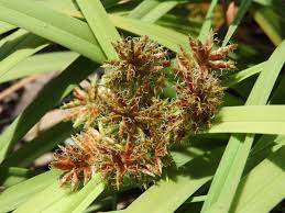 Image result for Cyperus renschii