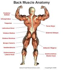 Chart depicting a bodybuilder gaining muscle mass over time. Freefitnessguru Back Male Physique Muscle Anatomy Muscle Names Back Muscles