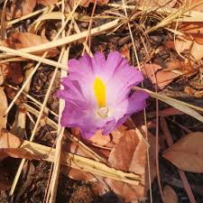 Image result for Siphonochilus aethiopicus