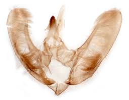 Image result for Pyrausta cingulata