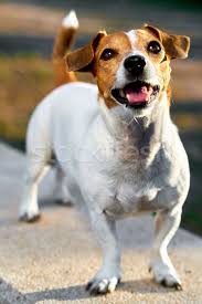Jack Russell Terrier Outdoors Stock Photo C Aleksandrs Tihonovs Amok 8453938 Stockfresh