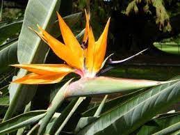 Splitting Bird Of Paradise Information On Dividing Bird Of Paradise Plants Birds Of Paradise Flower Birds Of Paradise Plant Paradise Plant
