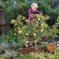 The buds on your tree will burst open, making way for leaves, blossoms, baby fruit, and new shoots to emerge. Four Reasons To Prune Your Fruit Tree For Small Size Storey Publishing
